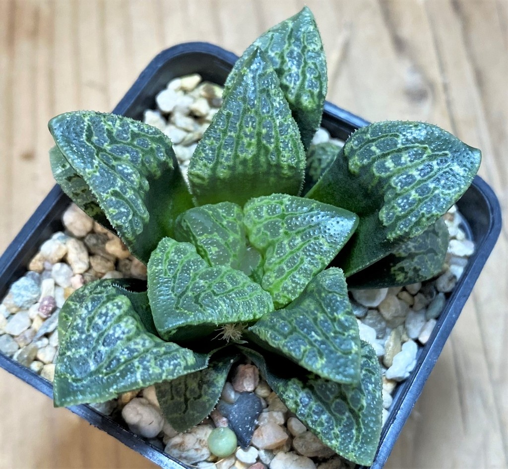 SH26033 Haworthia 'Kamen Butokai' hybrid