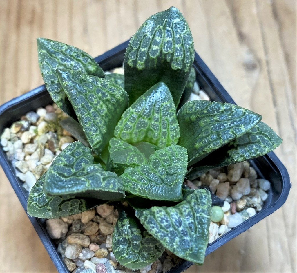 SH26033 Haworthia 'Kamen Butokai' hybrid - Image 2