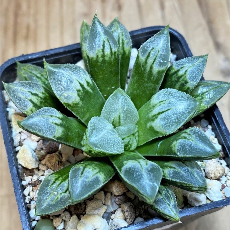 SH26034 Haworthia 'Love Heart'