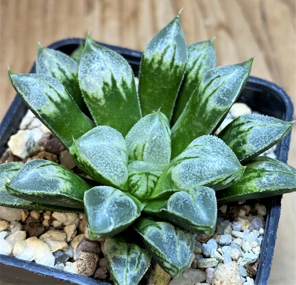 SH26034 Haworthia 'Love Heart' - Image 2