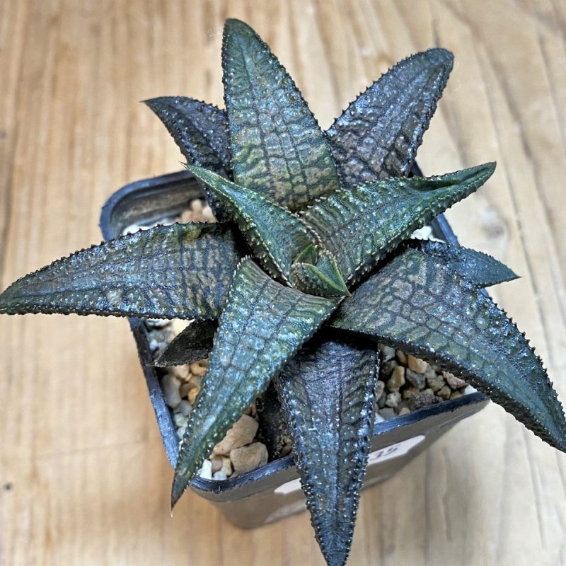 SH26035 Haworthia koelmaniorum 'Dragon King'