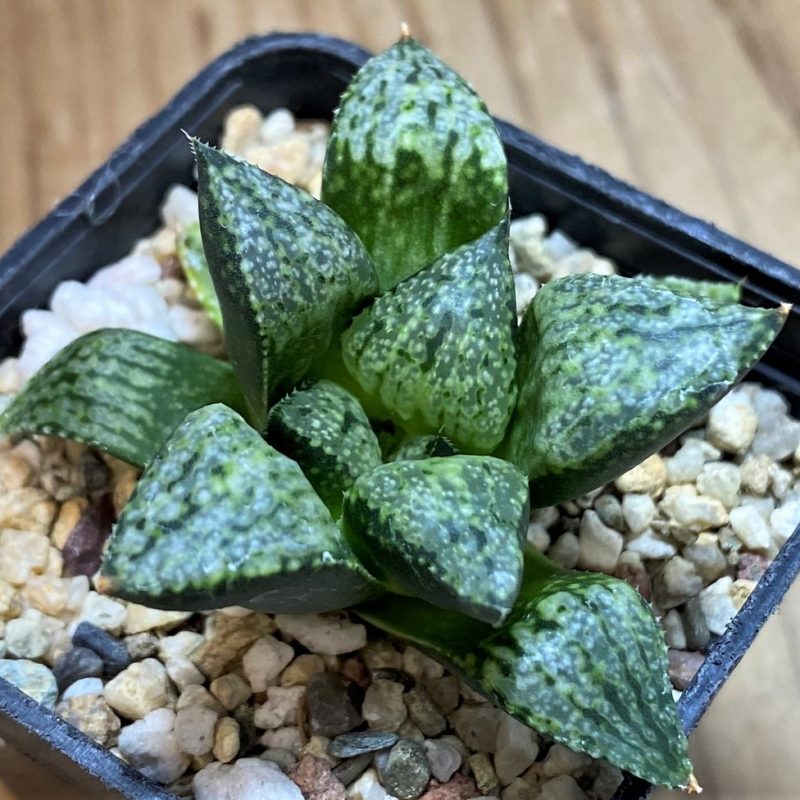 SH26037 Haworthia picta -Japan-
