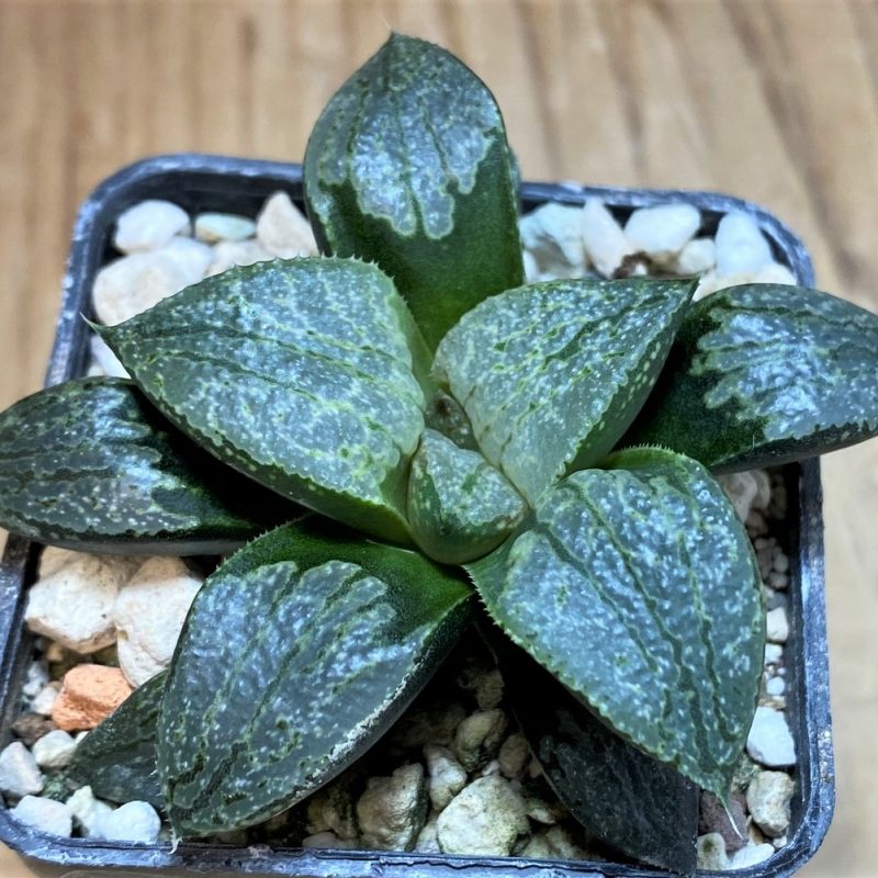 SH26038 Haworthia comptoniana hybrid
