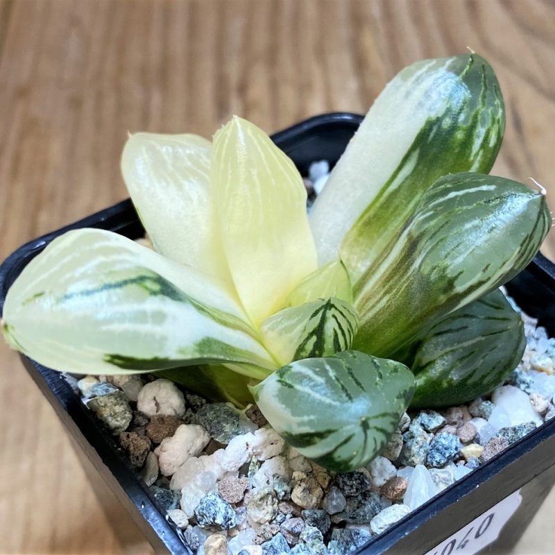 SH26040 Haworthia obtusa f. variegata