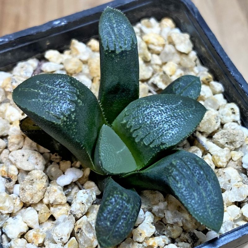 SH26042 Haworthia bayeri