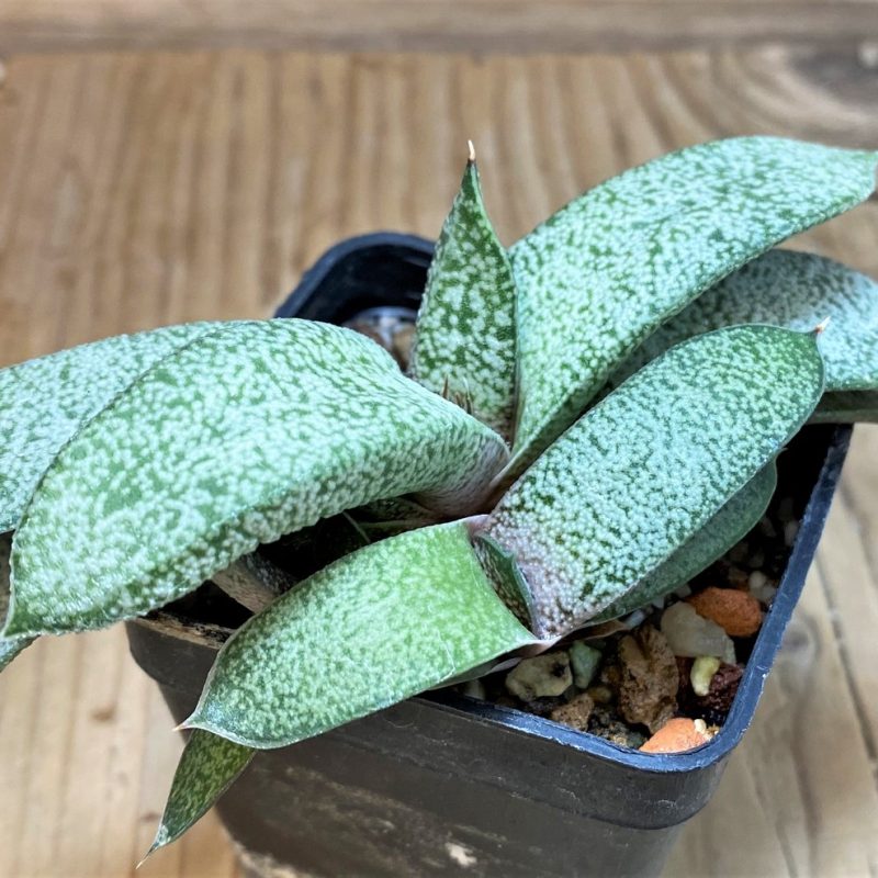 SH26043 Gasteria glauca hybrid