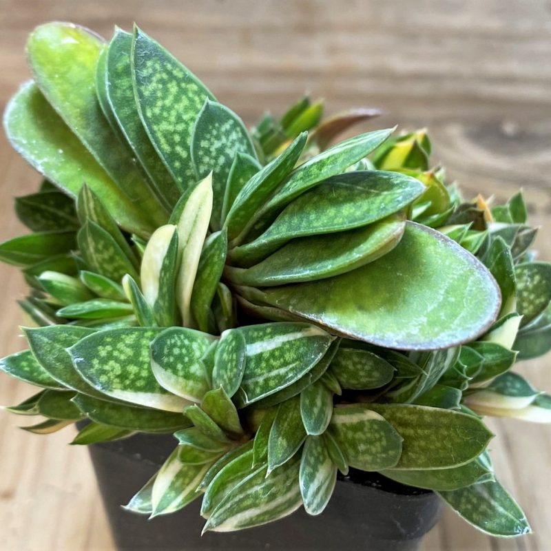 SH26045 Gasteria minima f. variegata