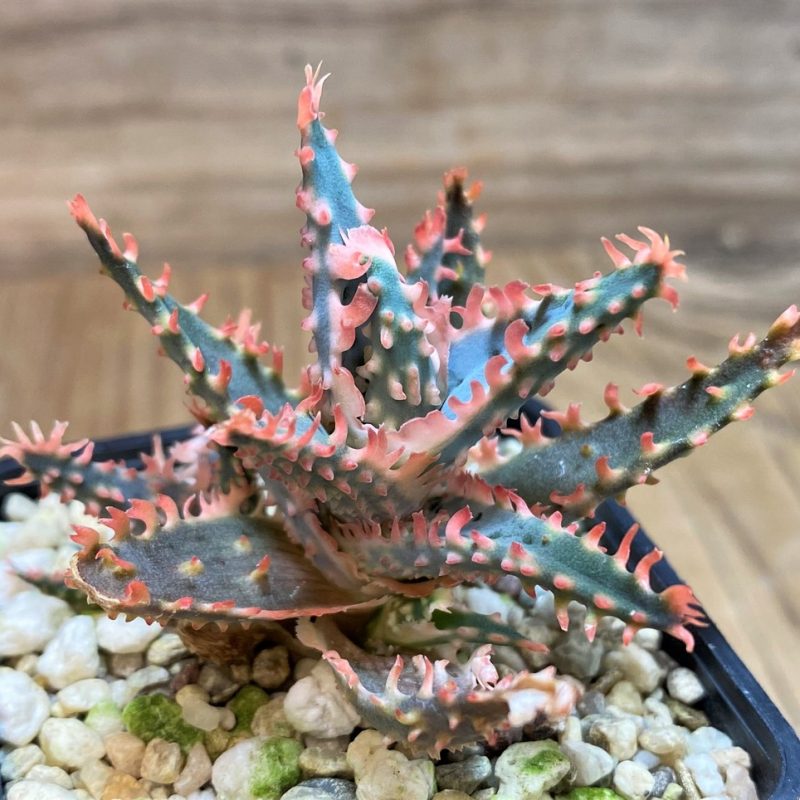 SH26023 Aloe TCT hybrid