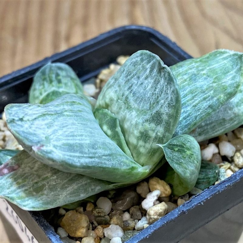 SH26046 Gasteria nigricans f. variegata
