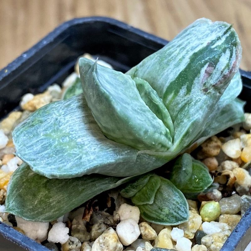 SH26047 Gasteria nigricans f. variegata