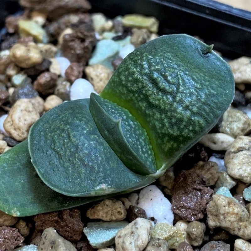 SH26048 Gasteria armstrongii 'Fernwood' SH