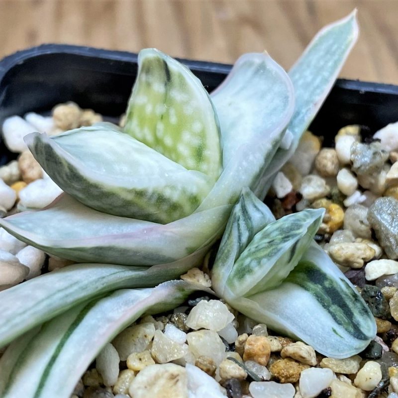 SH26050 Gasteria 'Sakura Fuji'