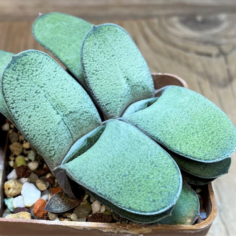 SH26051 Gasteria glomerata hybrid