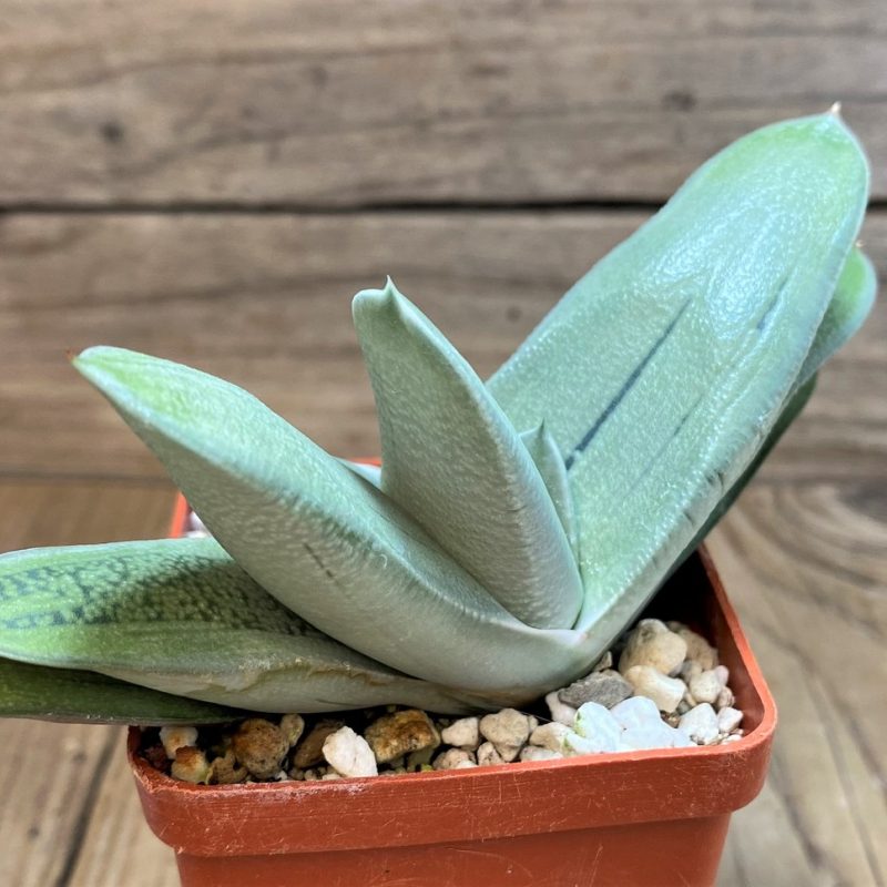 SH26052 Gasteria ‘Smokey’ hybrid