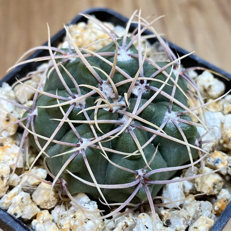 YAR26086 Gymnocalycium sp. VG308