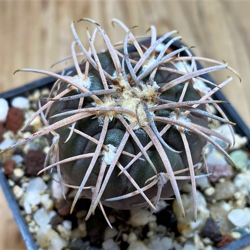 YAR26083 Gymnocalycium spegazzinii v. major x unguispinum, grafted