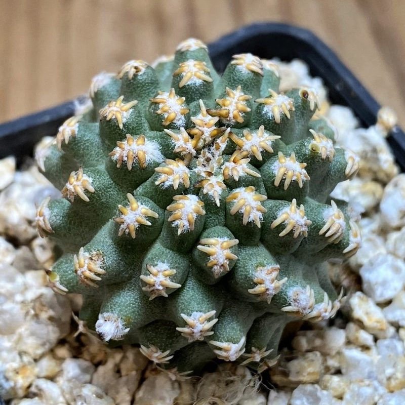 YAR26091 Pygmaeocereus bieblii, grafted