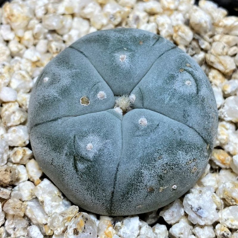 YAR26092 Anhalonium VZD020