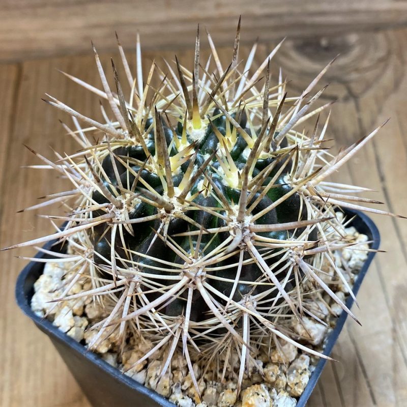 YAR26095 Eriosyce subgibbosa v. nigrihorrida