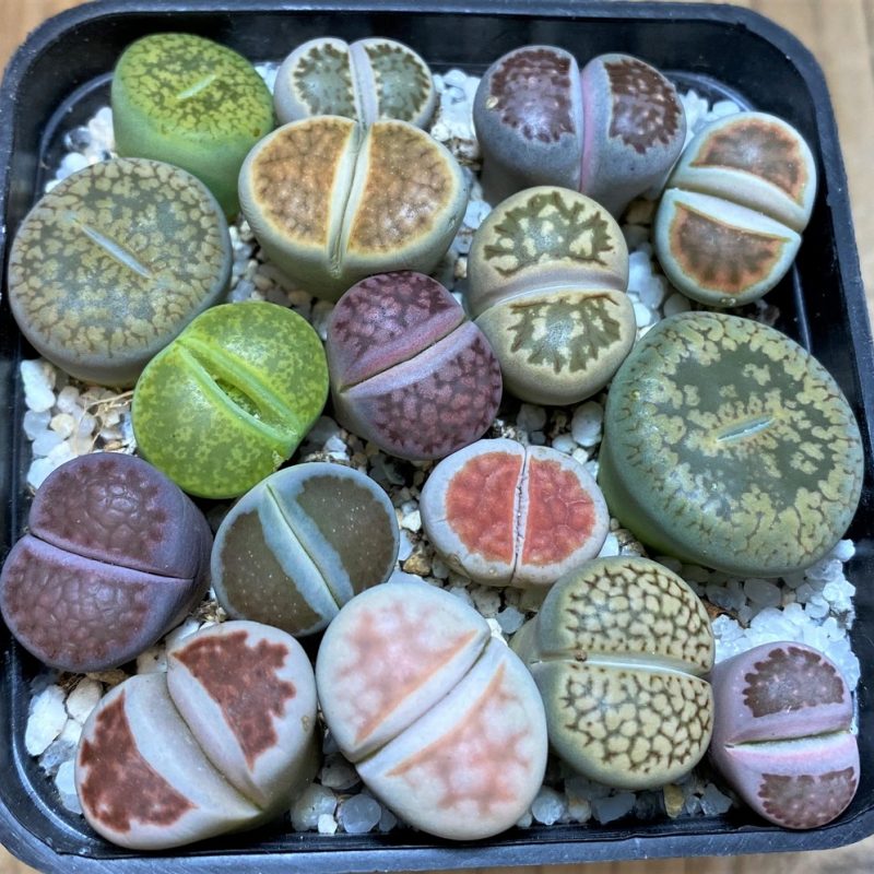 SH26128 Lithops mix
