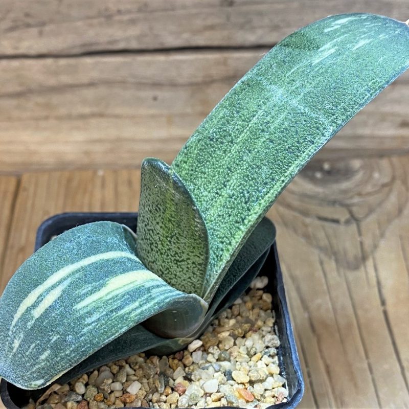SH26164 Gasteria hybrid f. variegata