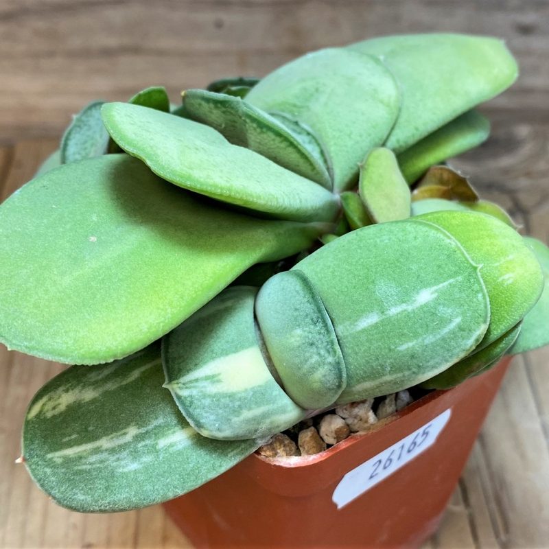 SH26165 Gasteria glomerata f. variegata