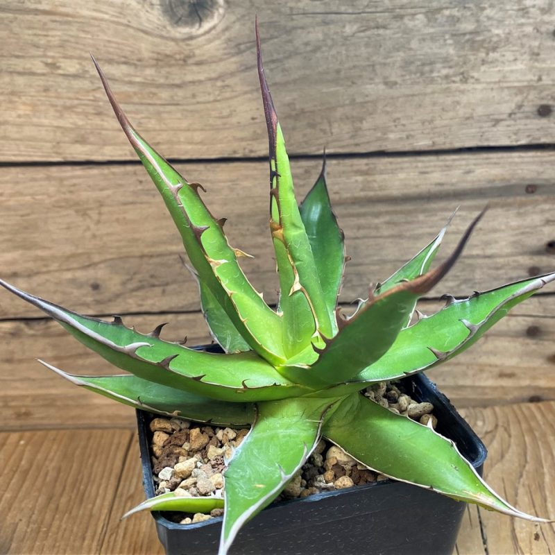 SH26169 Agave horrida