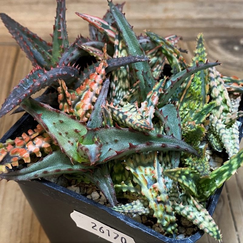 SH26170 Aloe TCT hybrid mix