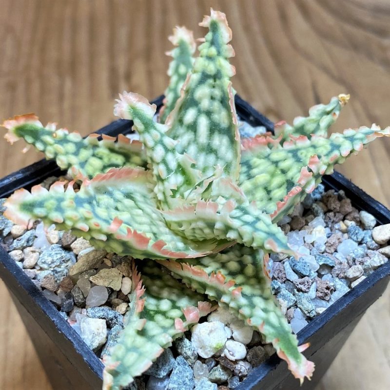 SH26172 Aloe TCT hybrid