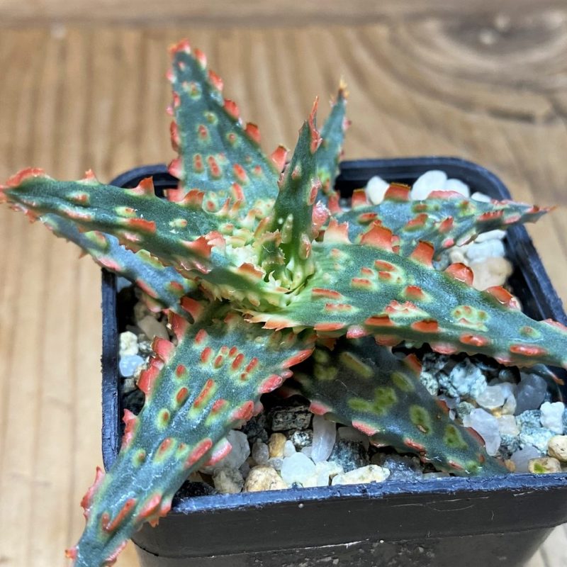 SH26173 Aloe TCT hybrid