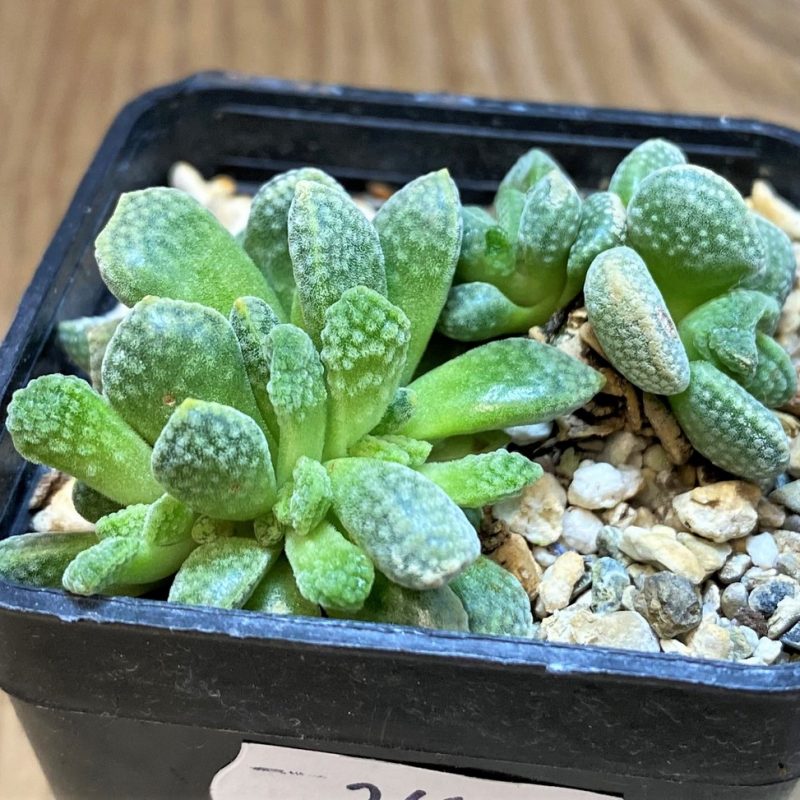 SH26175 Crassula ausensis v. titanopsis