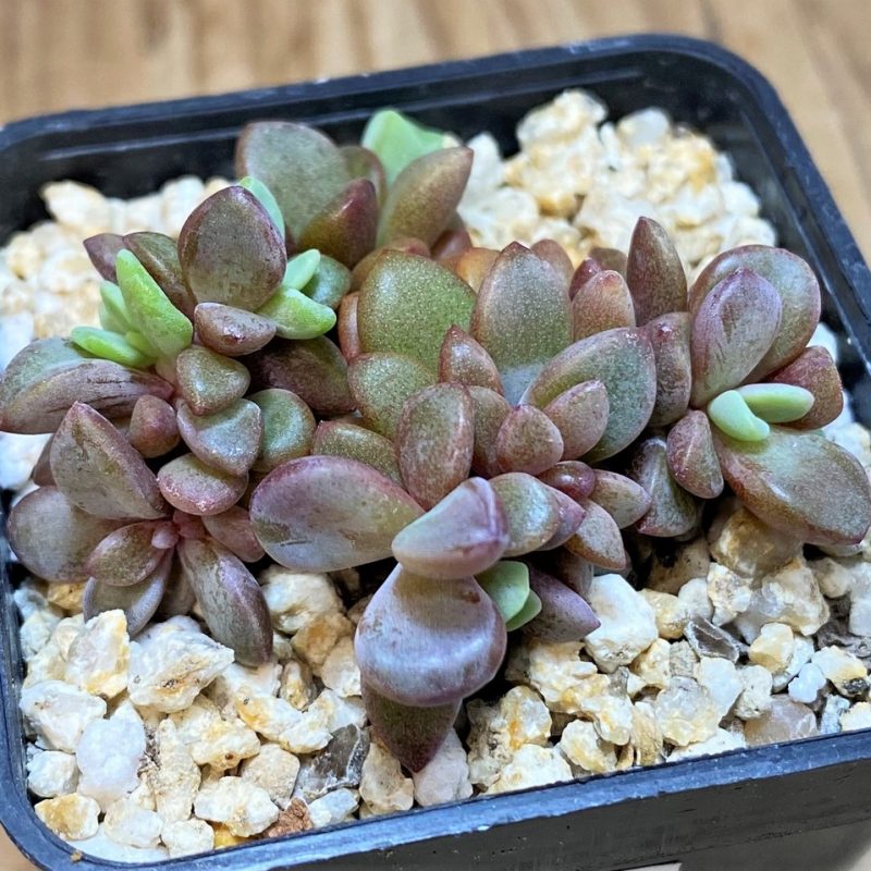 SH26176 Echeveria ‘Rezry’