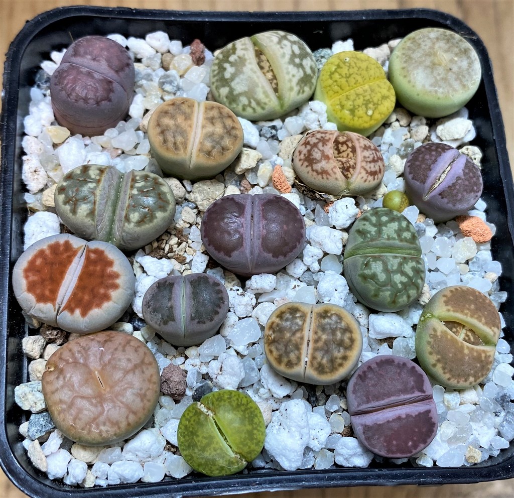 SH26130 Lithops mix