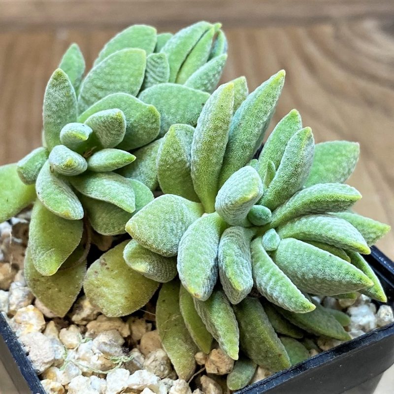 SH26177 Crassula tecta hybrid