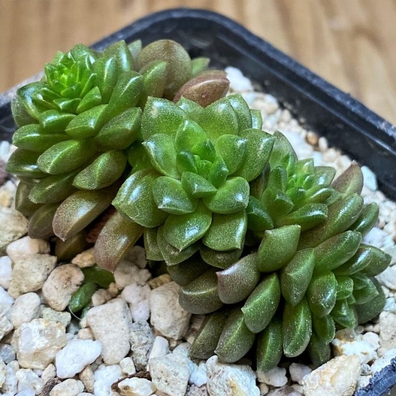 SH26179 Cremnosedum ‘Little Gem’