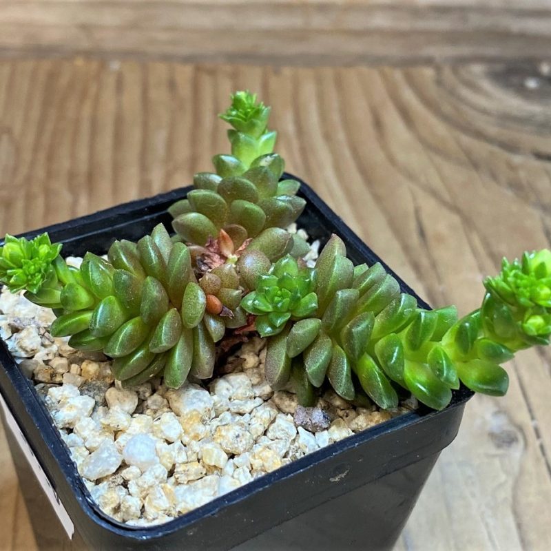 SH26180 Cremnosedum ‘Little Gem’