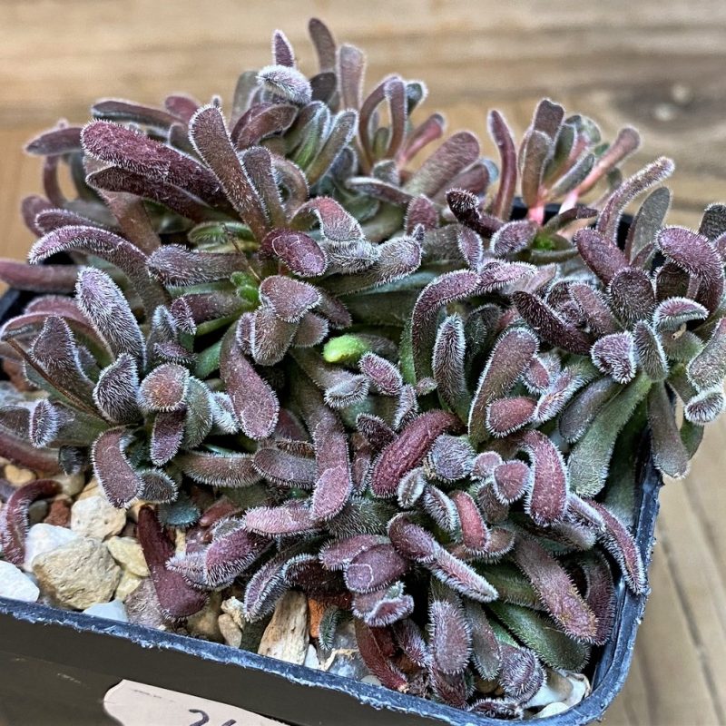 SH26181 Crassula pubescens