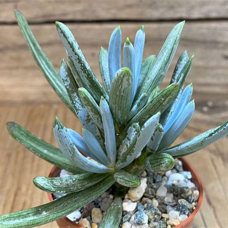 SH26182 Senecio serpens ‘Dwarf Blue Chalk Sticks’