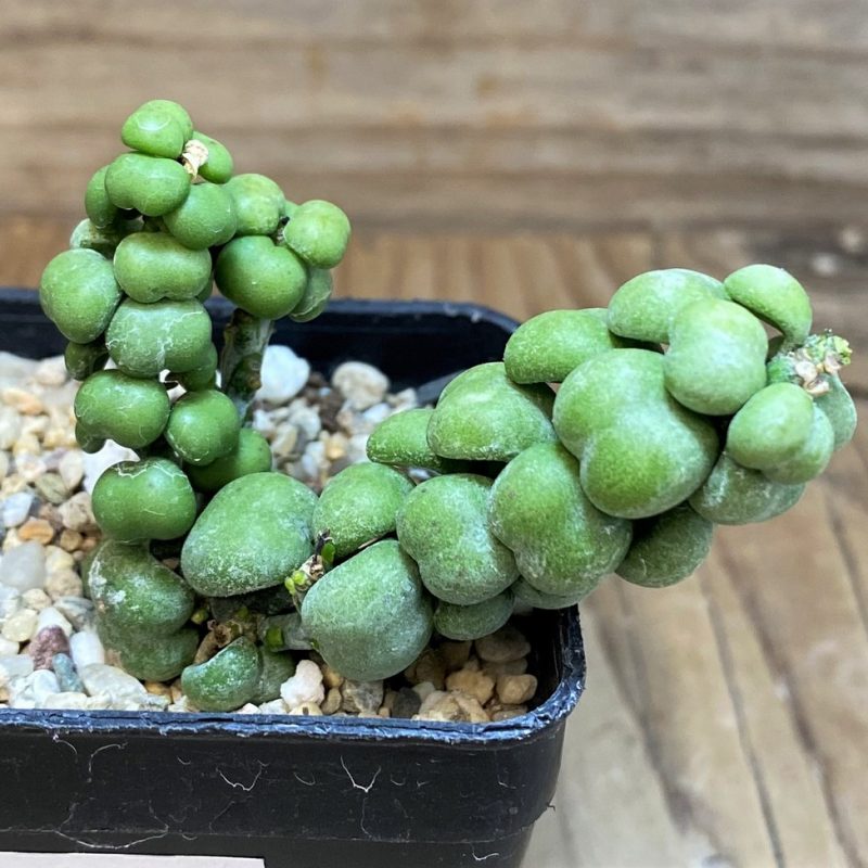 SH26183 Dischidia nummularia 'Dragon Jade'