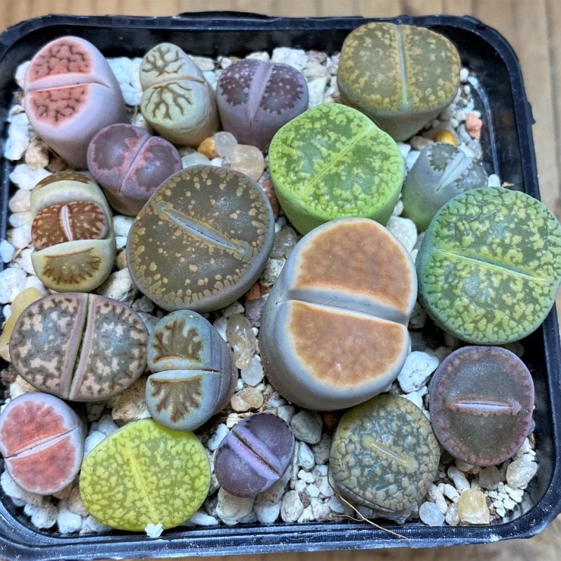 SH26131 Lithops mix