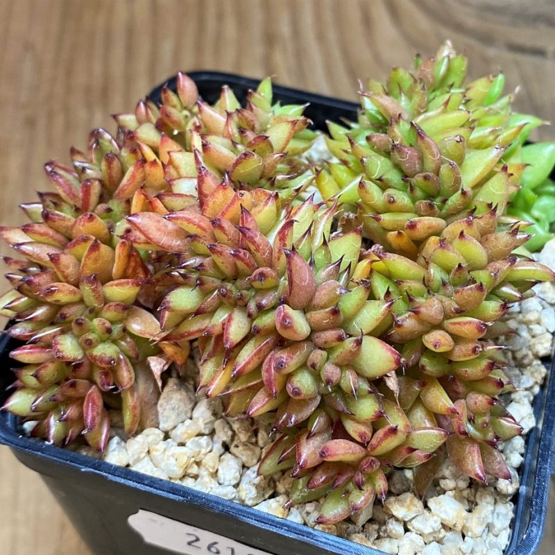 SH26184 Echeveria agavoides f. cristata
