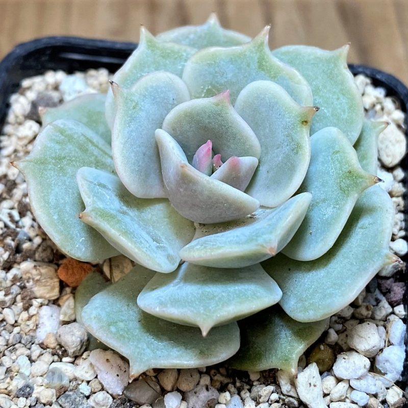 SH26185 Echeveria 'Lola'