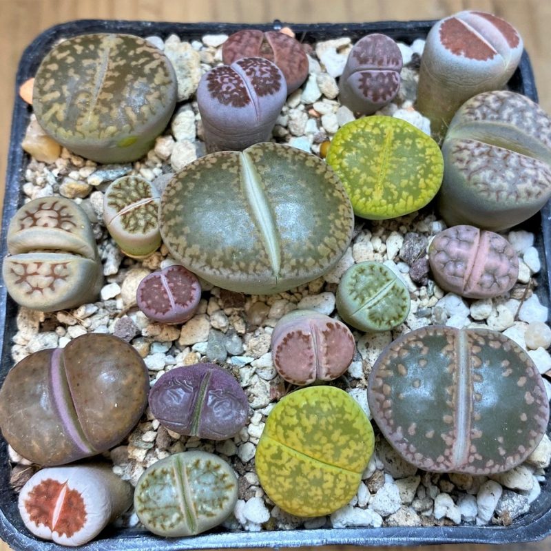 SH26133 Lithops mix
