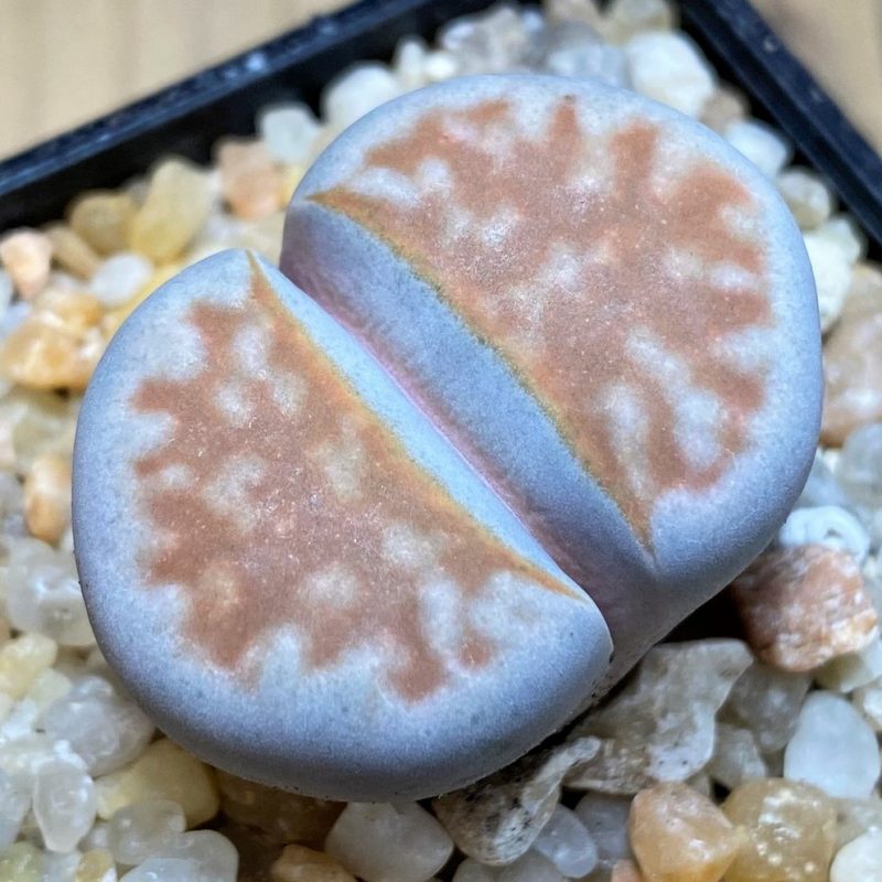 SH26134 Lithops karasmontana -Grunau-