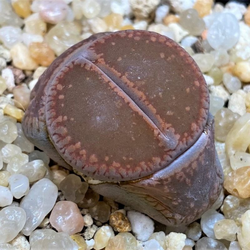 SH26135 Lithops aucampiae