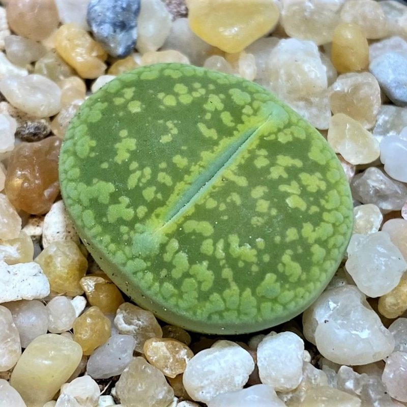 SH26137 Lithops aucampiae ‘Bella Ketty’