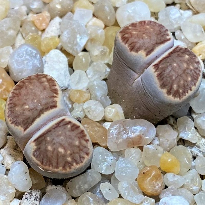 SH26138 Lithops julii ‘Kikushogiyoku’ hybrid