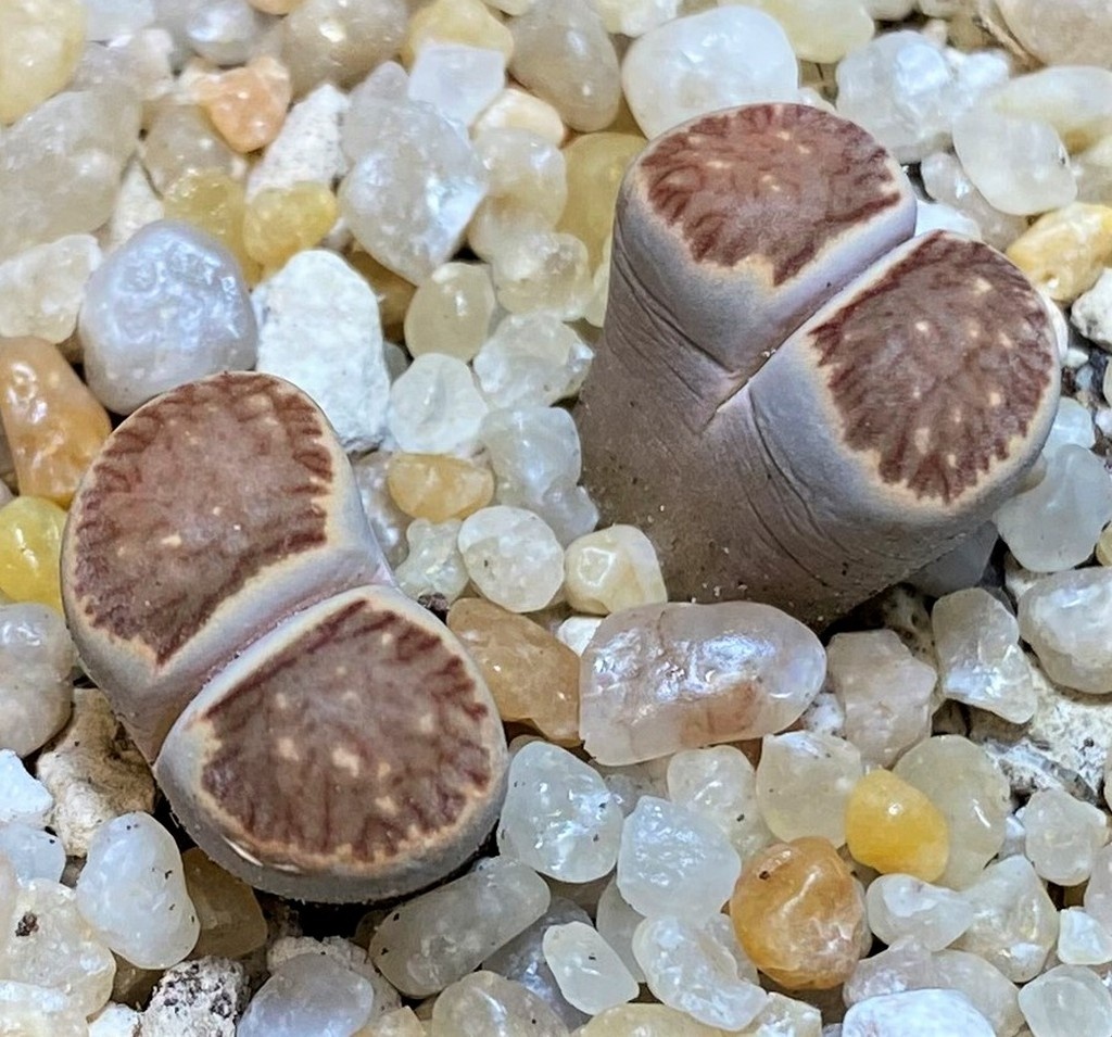 SH26138 Lithops julii ‘Kikushogiyoku’ hybrid