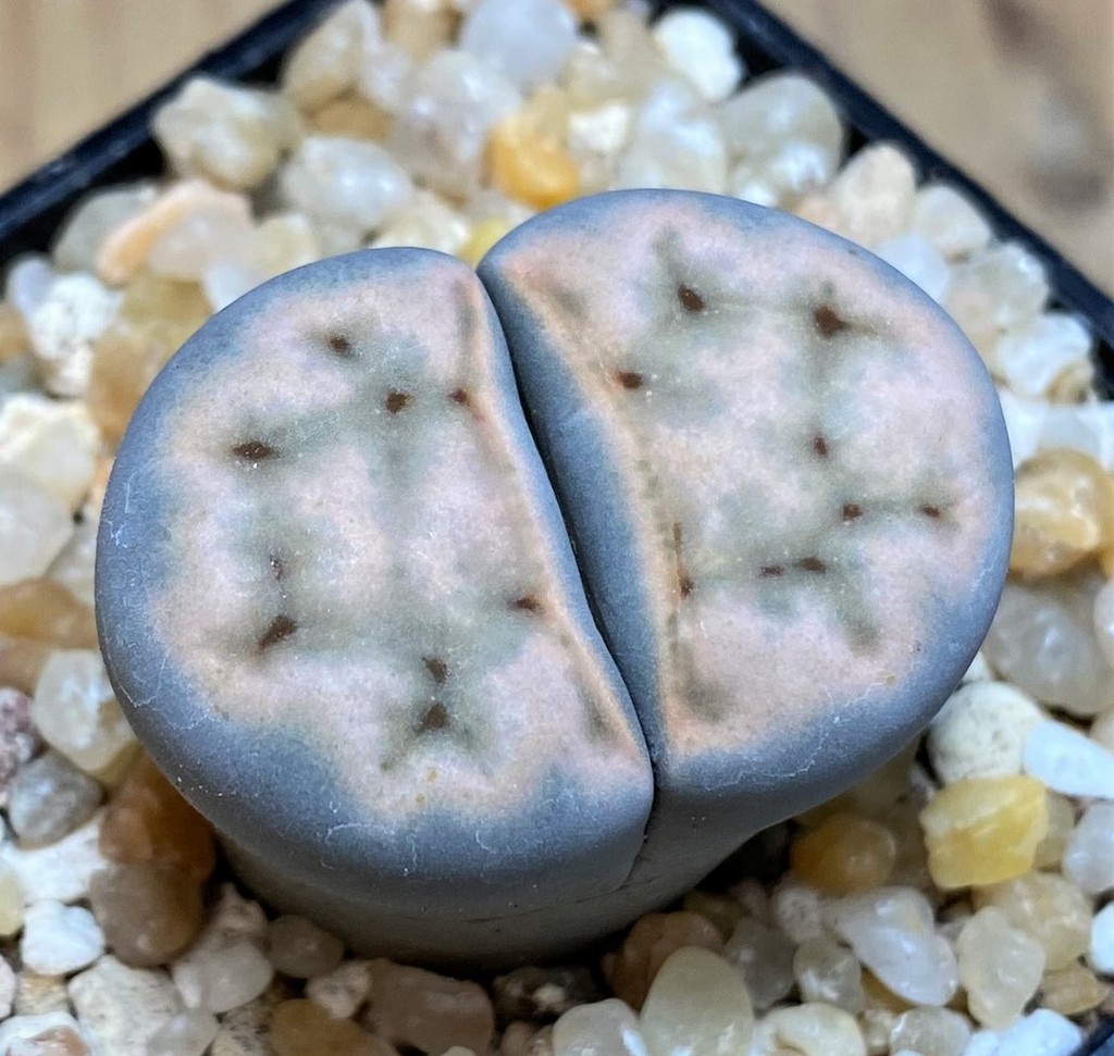 SH26139 Lithops karasmontana