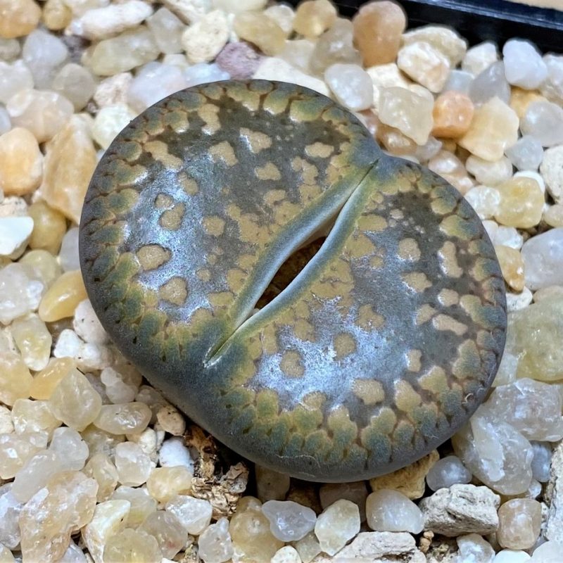 SH26140 Lithops aucampiae